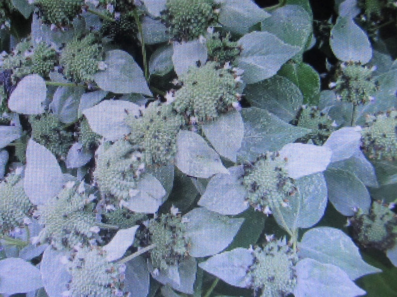 3 Starter Mountain Mint Live Aromatic Herb Toothed Pycnanthemum Muticum Orchids