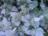 3 Starter Mountain Mint Live Aromatic Herb Toothed Pycnanthemum Muticum Orchids