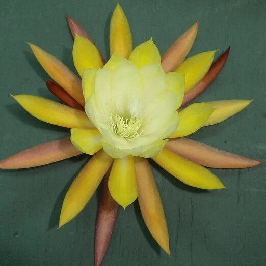 Orchid cactus flower with pale yellow and cream pointed petals