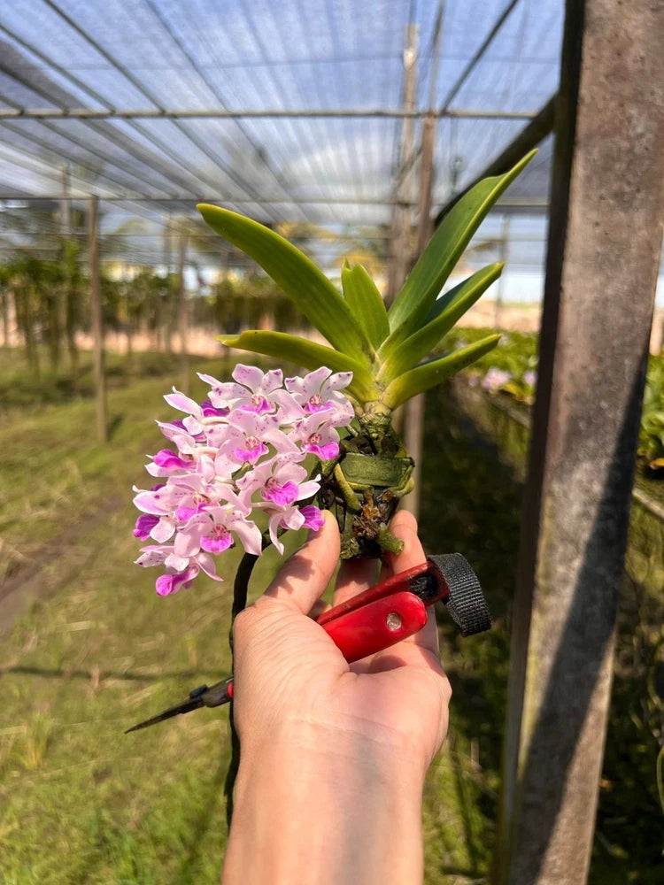 Handheld bunch of pink dried foxtail orchid flowers with green leaves