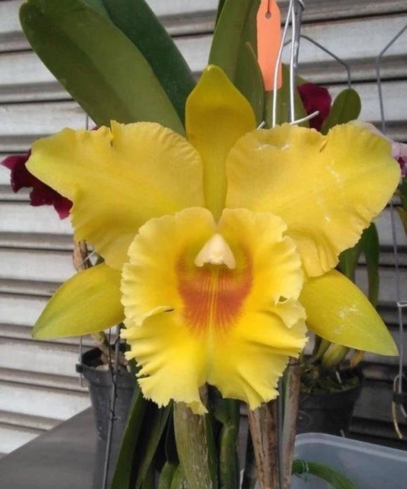 Yellow Cattleya orchid with ruffled petals and red-orange throat