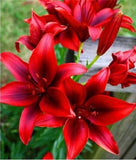 20 SEEDS for Deep Red LILY RARE flower exotic bloom home garden plant USA Seller Garden Plants