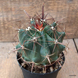D6608 FEROCACTUS HERRERAE pot10-H11-W12 cm MaMa Cactus Green Plant