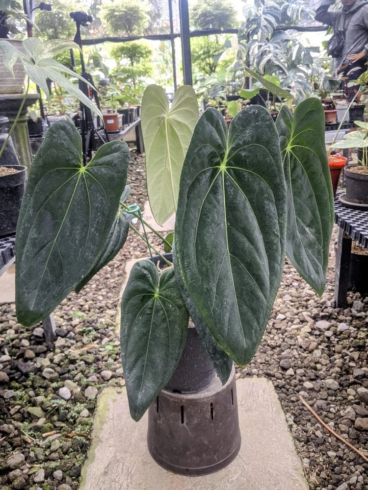 Dark green anthurium plant with broad leaves in a black plastic pot