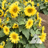 Sunflower Carousel Seeds - 50 Seeds Per Packet, Non-GMO Sunflower