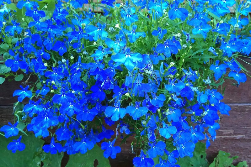 200 BLUE SAPPHIRE LOBELIA Erinus Flower Seeds *Comb S/H Flowering Plants