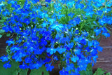 200 BLUE SAPPHIRE LOBELIA Erinus Flower Seeds *Comb S/H Flowering Plants
