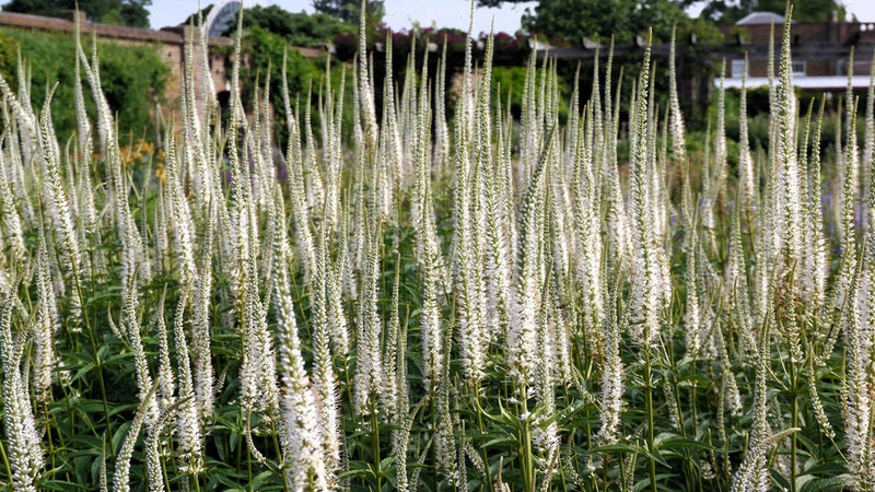 1000 CULVERS ROOT (Black Root) Veronicastrum Virginicum Flower Seeds Flowering Plants
