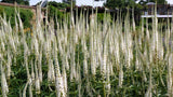 1000 CULVERS ROOT (Black Root) Veronicastrum Virginicum Flower Seeds Flowering Plants