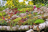 150 MIXED SEDUM Stonecrop Succulent Groundcover Red White Yellow Pink Purple Flo Flowering Plants
