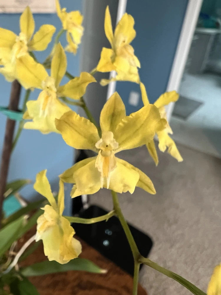Yellow orchid plant with multiple blooms and green stems in a pot