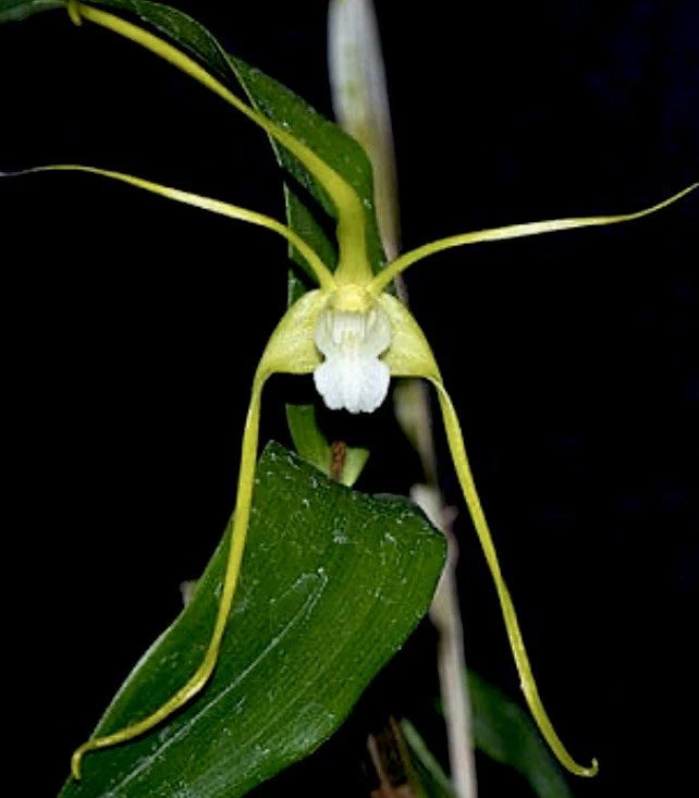 Orchid plant with a small white bloom, green leaves, and branching stems