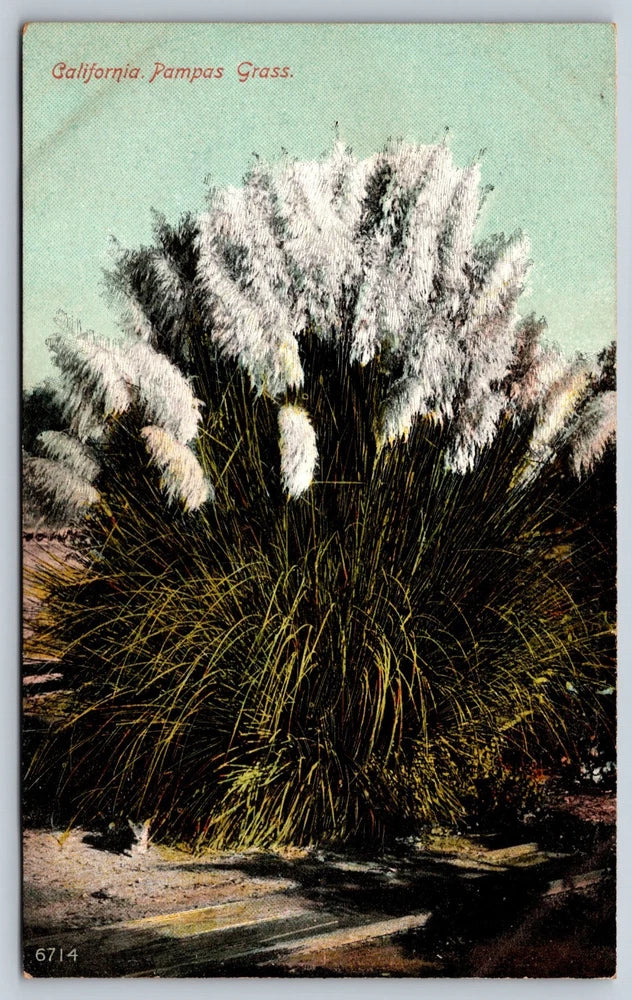 California Pampas Grass Postcard 1910s Pampas Grass