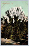 California Pampas Grass Postcard 1910s Pampas Grass