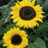 (50) Tall Border Mix Sunflower seeds Sunflower