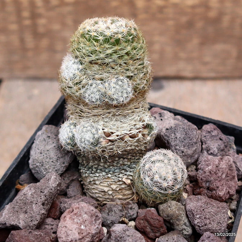 D3766 MAMMILLARIA CHICA pot10-H10-W7 cm MaMa cactus Green Plant