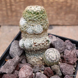 D3766 MAMMILLARIA CHICA pot10-H10-W7 cm MaMa cactus Green Plant