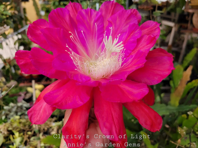 Orchid cactus flower in bright pink with pale center stamens