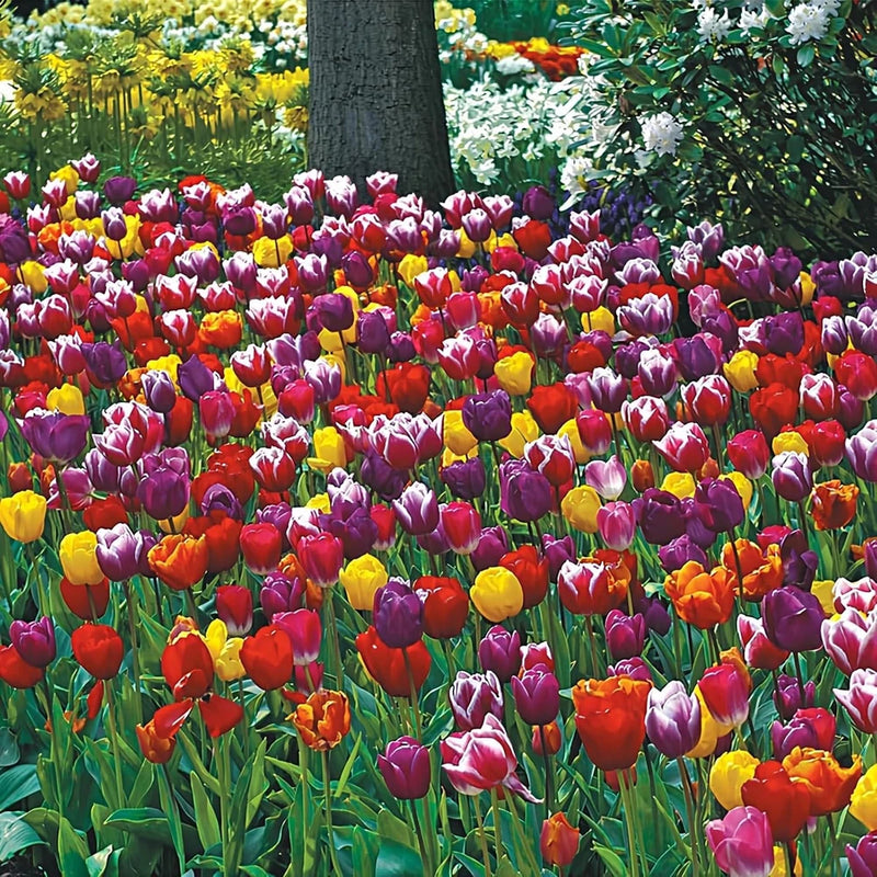 50 Tulip Bulbs for Fall Planting | Mixed Perennial Flower Tulip Bulbs Zones 3-8 Flowering Plants