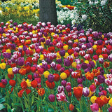 50 Tulip Bulbs for Fall Planting | Mixed Perennial Flower Tulip Bulbs Zones 3-8 Flowering Plants