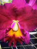 ORCHID PLANTS Pot Jerry Rehfield Paradise Fuchsia 2 in pot seedling Orchids