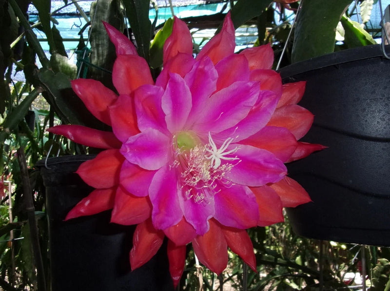 Epiphyllum cutting orchid with magenta-pink flower and orange-red petal tips