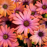 200+ Purple & Orange Cape Daisy Seeds for Garden Planting - USA - FREE SHIPPING! Garden Plants