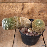 D2967 MAMMILLARIA LANIGERA OLD pot118-H18-W29 cm MaMa Cactus Green Plant