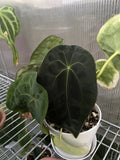 Anthurium Forgetii Dark Form From SEED Aroid Flowering Plants