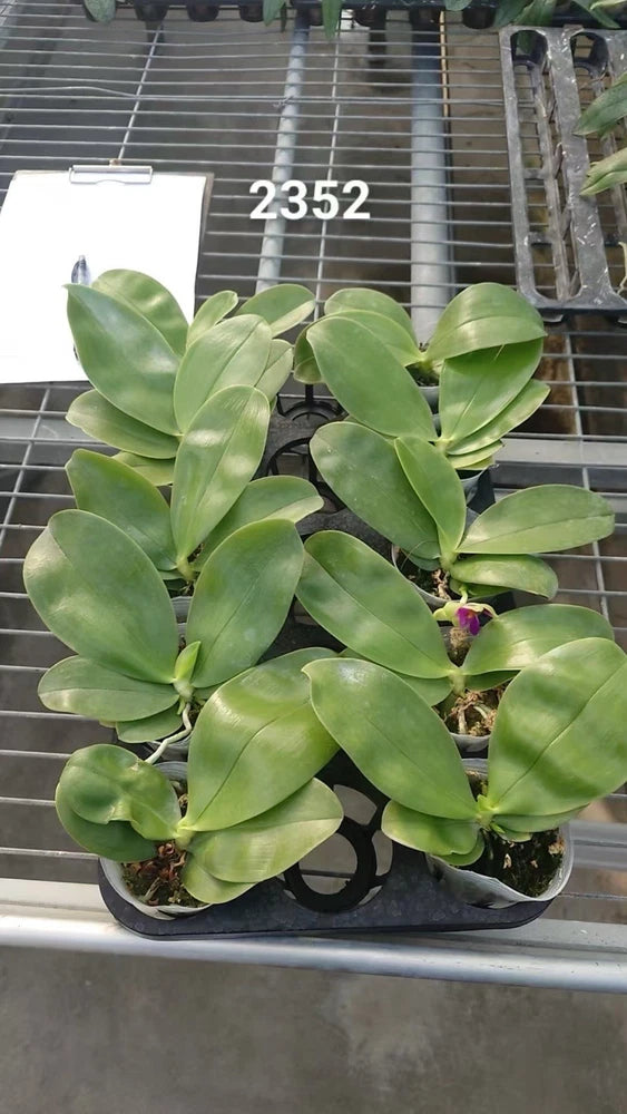 Green Phalaenopsis orchid plant in a pot with thick fan-like leaves