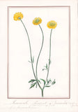 Buttercup Ranunculus Lepens Flower Botany Watercolor Drawing 1830 Ranunculus