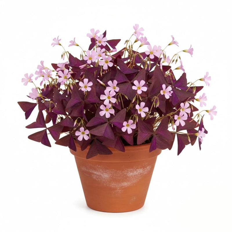 Purple shamrock bulbs in a terracotta pot, with small pink flowers and dark purple leaves