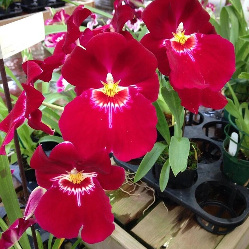 Orchid Miltoniopsis Bert Field 'Leash' AM/AOS Live plants From Hawaii Orchids