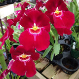 Orchid Miltoniopsis Bert Field 'Leash' AM/AOS Live plants From Hawaii Orchids