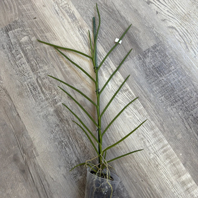 Orchid live Vanda falcata x Papilionanthe hoockeriana - potted Orchids