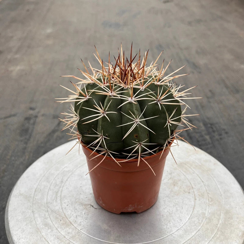 4'' Melocactus Amoenus Hoffmanns, Live Cactus Plants,Rare Plants Flowering Plants
