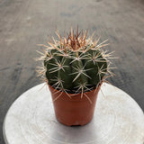 4'' Melocactus Amoenus Hoffmanns, Live Cactus Plants,Rare Plants Flowering Plants