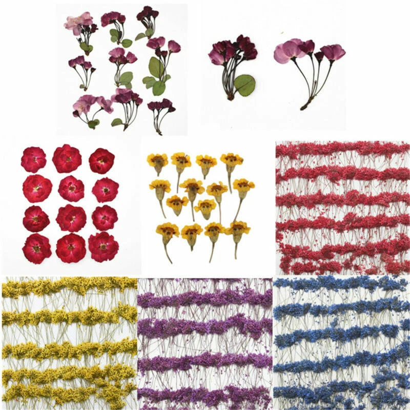 1 Pack Real Pressed Flower Dried Flowers for Arts Crafts Resin Jewelry Making Dried Flower