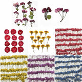 1 Pack Real Pressed Flower Dried Flowers for Arts Crafts Resin Jewelry Making Dried Flower