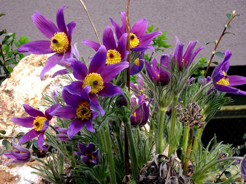 25 VIOLET ANEMONE Pulsatilla Vulgaris Purple PASQUE FLOWER Seeds * Flat Shipping Flowering Plants