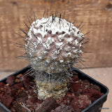 D3457 COPIAPOA HUMILIS LONGISPINA pot10-H10-W7 cm MaMa Cactus Green Plant