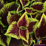 25+ Kong Scarlet Coleus Seeds for Garden Planting - USA - FREE SHIPPING! Garden Plants