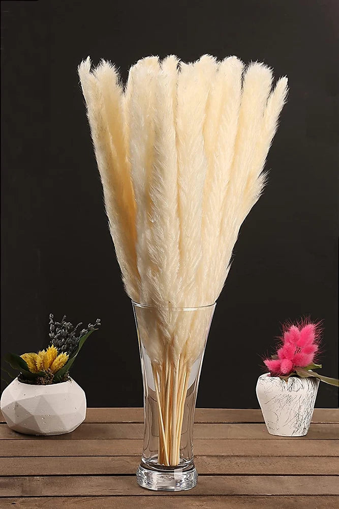 Luxury Box Protected Natural Pampas Grass Plant 30 Pieces 17'' Dried Cake Decor Pampas Grass