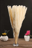 Luxury Box Protected Natural Pampas Grass Plant 30 Pieces 17'' Dried Cake Decor Pampas Grass