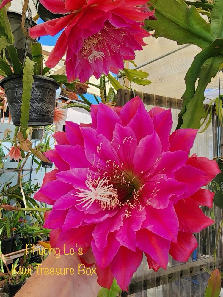 Epiphyllum orchid cactus in pot with bright magenta-pink flowers