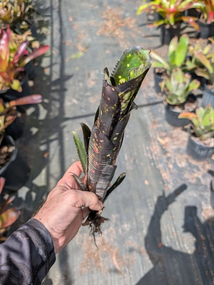 Speckled bromeliad plant with upright green and dark leaves in a held pot