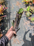 billbergia 'Darth Vader' Rare Bromeliad orchid cactus succulent epiphyte Orchids