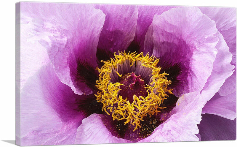 Rectangle canvas art print with purple peony flower and golden yellow stamen center