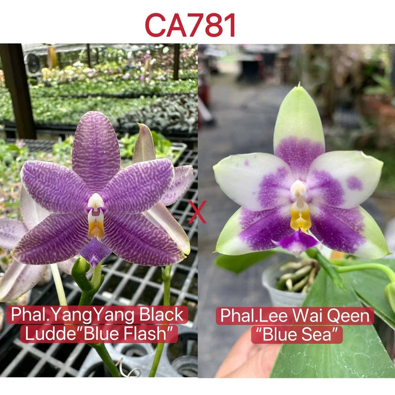 Phalaenopsis orchid blooms with dark purple petals and white flowers with purple spots