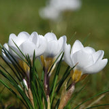 20 SEEDS pure White CROCUS fragrant flower exotic bush garden plant USA Seller Garden Plants